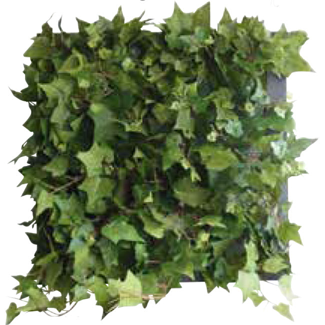 Green Wall Decor アイビー